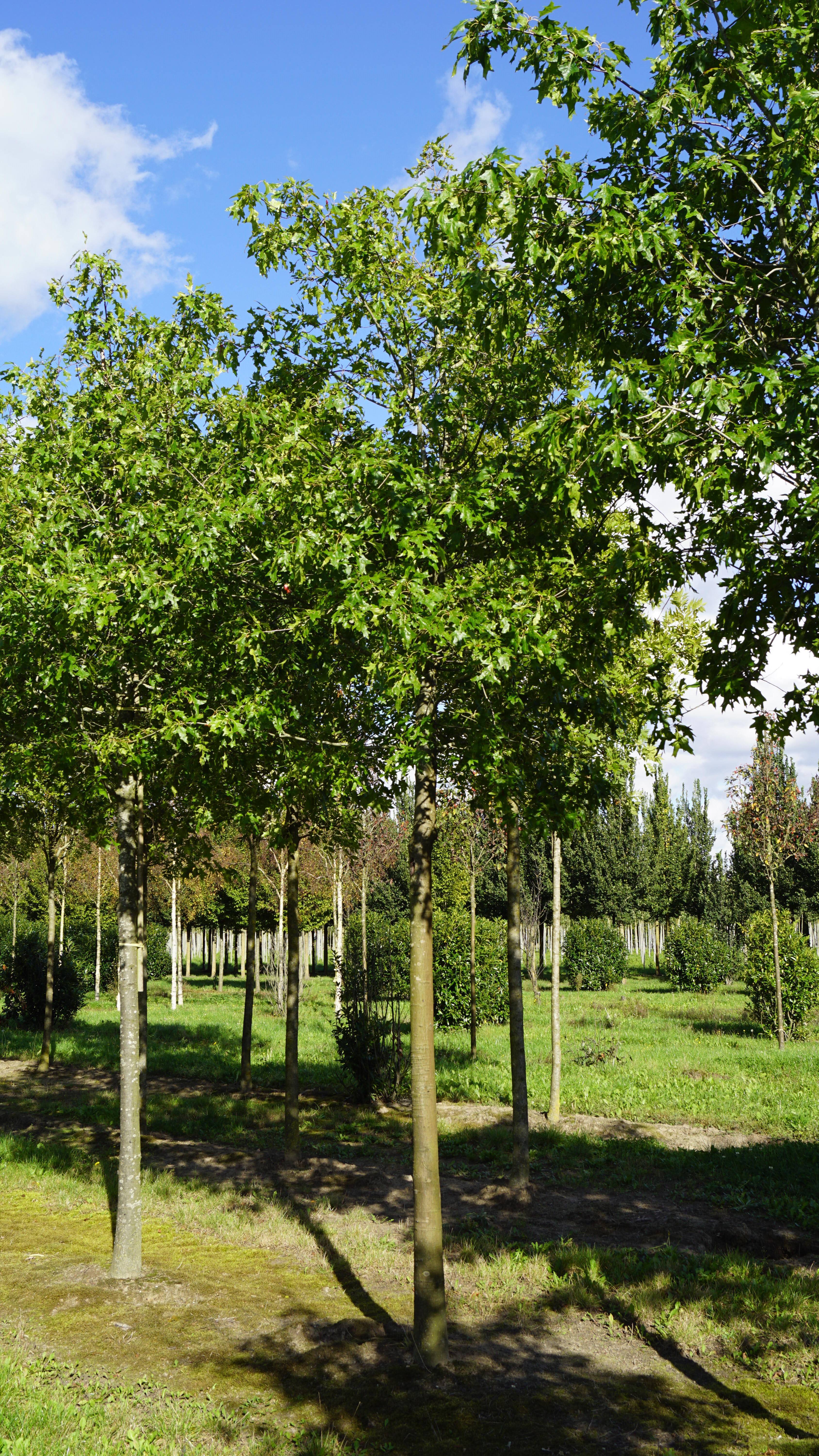 Quercus palustris 'Silhouette' (5)